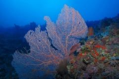gorgonienseefacher