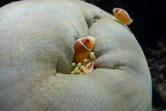 halbandanemonenfisch