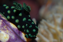 neonsternschnecke