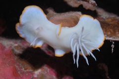 prachtsternschnecke