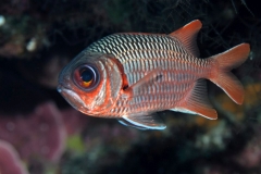 rotstin-soldatenfisch