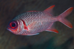 weissaum-soldatenfisch