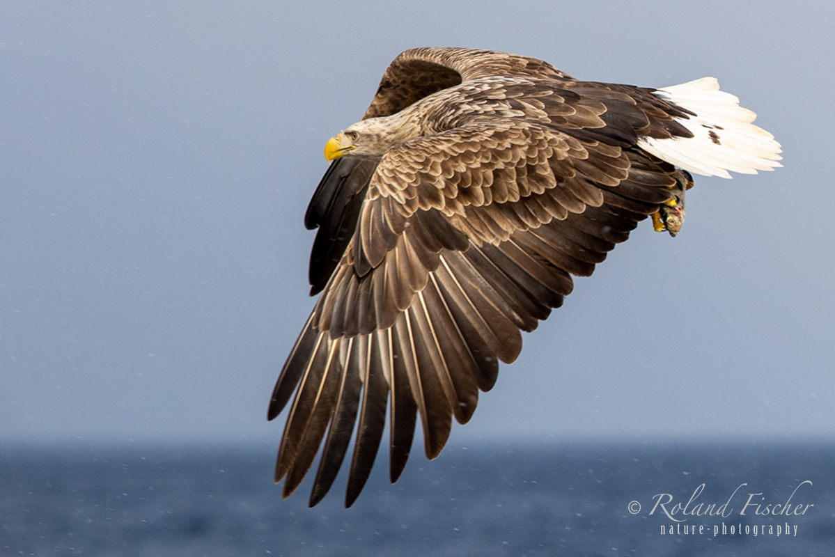 y43 Whitetailed-sea-eagle-flying_23I9052-Edit