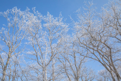 s4 Baume-mit-Himmel-HP_87A3157
