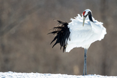 c3 Crain-cleaning-HP_23I6700-Kopie