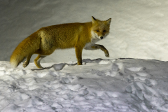 g94 Fuchs-in-der-Nacht_23I8545-Edit