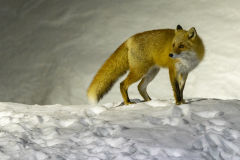 g93 Fuchs-in-der-Nacht_23I8548-Edit-Kopie
