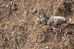 y1 Japanisches-Serow-HP_23I3001