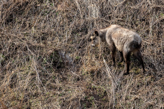 y3 Japanisches-Serow-HP_23I3181