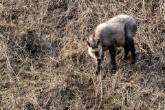 y4 Japanisches-Serow-HP_23I3196