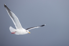 w7 Mowe-im-Flug-HP_23I8935