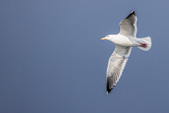 w8 Mowe-im-Flug-HP_23I8950