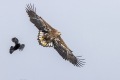 u5 Rabe-mit-Seeadler-HP_23I8904