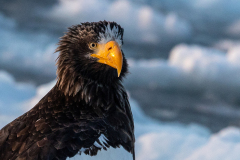 u7 Riesenseeadler-HP_23I7288