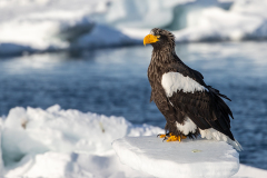 u8 Riesenseeadler-HP_23I7876