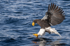 u4 Riesenseeadler-fischt-HP_23I8115