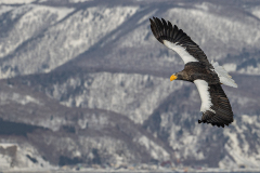 w2 Riesenseeadler-im-Flug-HP_23I8361