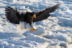 u9 Riesenseeadler-landet-HP_23I7553