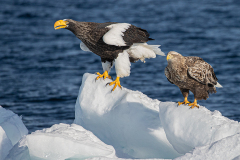 v3 Riesenseeadler-und-Seeadler-auf-Eisscholle-HP_23I8186