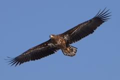 v5 Seeadler-HP_23I7954