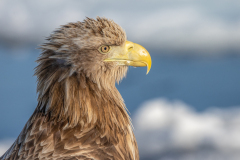 v4 Seeadler-Portrait-HP-_23I7917
