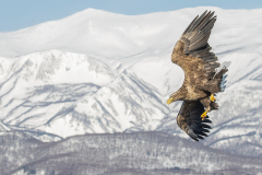 v52 Seeadler-Sturzflug-HP_23I8273