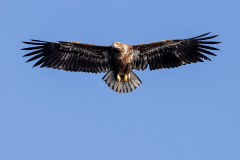 u3 Seeadler-im-Flug-HP_23I8380
