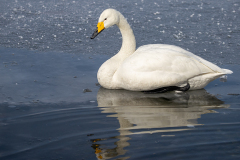 s9 Singschwan-HP_23I9702