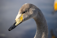 r9 Singschwan_23I9724