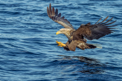 w93 White-tailed-eagle-fischt_23I8326-Edit-Kopie