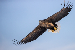 x3 White-tailed-eagle-fliegt_23I7791
