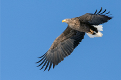 w91 Whitetailed-Sea-Eagle-HP_87A3012