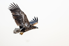 v6 Whitetailed-eagle-im-Flug-HP_23I7495