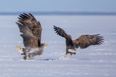 w9 Whitetailed-sea-eagle-fight-HP_87A3045