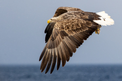 y43 Whitetailed-sea-eagle-flying_23I9052-Edit