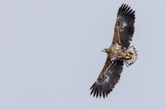 Whitetailed-sea-eagler-juvenile-HP_23I8886