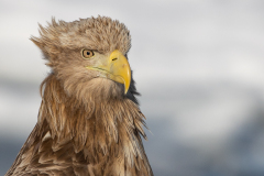 w92 Whitetailedseeadler-HB_23I7923