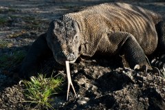 Komodo 2013