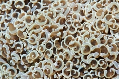 l Anemone