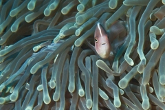 m Anemonenfisch