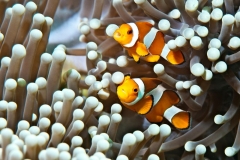 n Anemonenfisch0