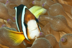 o Anemonenfisch2