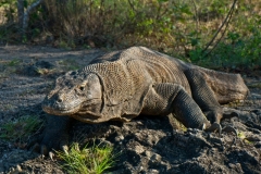 a Dragon2