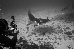 s Manta