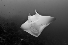 t Manta0