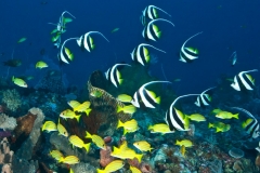v Wimpelfische