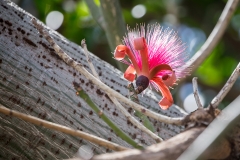 c1Web_Baumblüte_87A0204