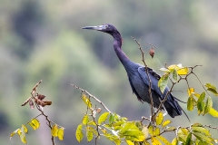 c2Web_Blaureiher_87A9993