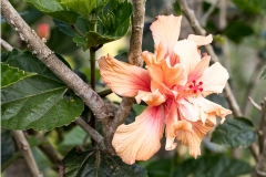 c8Web_Botanischer Garten_87A9891