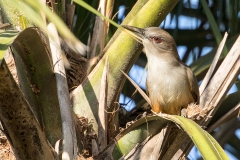 iWeb_Eidechsenkukuck_87A9599